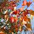 Pyrus calleryana