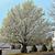 Pyrus calleryana