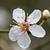 Prunus cerasifera