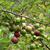 Prunus cerasifera