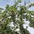 Prunus cerasifera