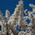 Prunus mume