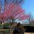 Prunus mume