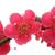 Prunus mume