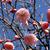 Prunus mume