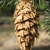 Mature seed cone