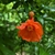 Flower and bud