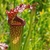 Detail of the top of a pitcher with deep red veins on lip & lid