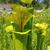 pitcher plant carnivorous plant garden wilmington nc