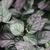 Green leaves with purple tint and wavy margin.