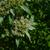 close up of flower (in summer in Moore County)