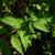 close up of leaves (in summer in Moore County)