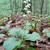 Pyrola elliptica