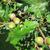 Leaves and Acorns