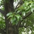 Green leaves