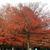 Quercus palustris