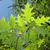 Quercus palustris