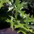 Quercus palustris