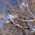 Terminal buds