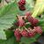 Rubus canadensis