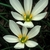 Close-up of a white, 6-tepaled flowers with large stamens.