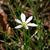 Zephyranthes - candida