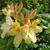 Rhododendron Knaphill and Exbury hybrids