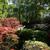 Rhododendron Knaphill and Exbury hybrids