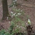 Woodland setting