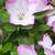 Rhododendron eriocarpum