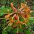 Rhododendron flammeum