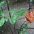 Rhododendron flammeum