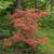 Rhododendron kaempferi