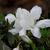Rhododendron obtusum