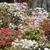 Rhododendron obtusum