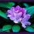 Rhododendron prinophyllum