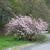 Rhododendron schlippenbachii
