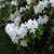 Leaf branches and clusters of white flowers.