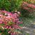 Rhododendron vaseyi