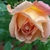 Lady of Shalott bloom