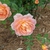Lady of Shalott blooms and buds