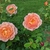 Lady of Shalott blooms and form