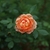 Solitary, fully double, apricot-colored rose.
