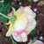Lady of Shalott old bloom