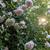 Rosa 'New Dawn'