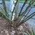 A cluster of stems and branches all well-armed with prickles.