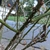 A cluster of stems and branches all well-armed with prickles.