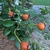 Leafy branch bearing orange rose hips.