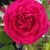Large, fully double red rose flower.