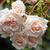 Rosa 'AUSman'